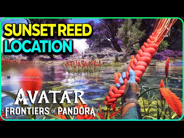 Sunset Reed Location Avatar Frontiers of Pandora
