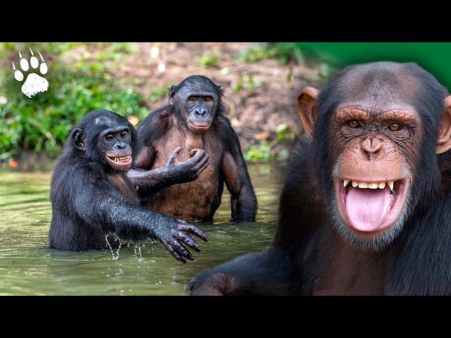 Planet of the Apes - The Last Sanctuary - Full documentary