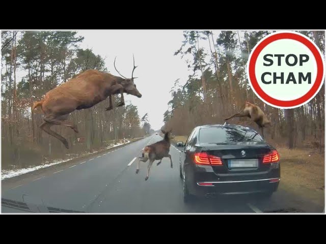 Stado jeleni przeskakuje nad BMW / The herd of deer is jumping over the BMW #574 Wasze Filmy