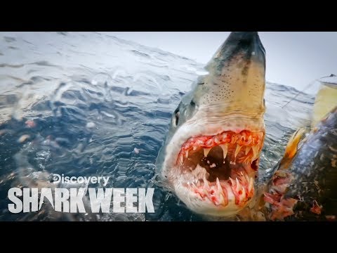 Up Close With a Grander Mako Shark | Shark Week