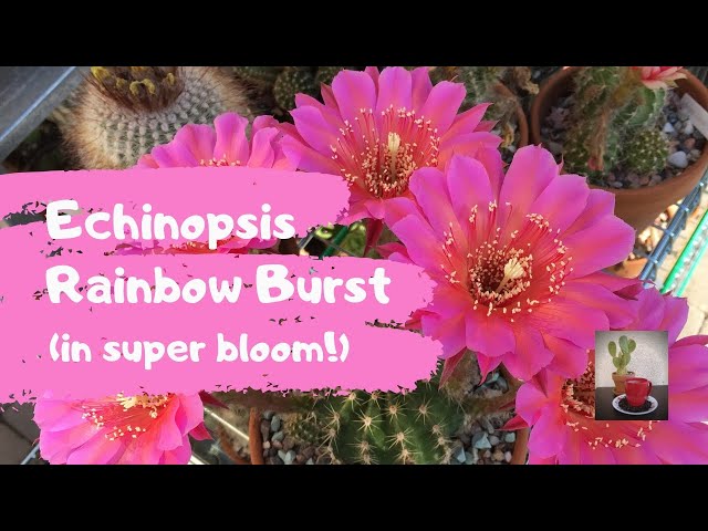 My Echinopsis Rainbow Burst in Super Bloom (Cactus Flower)