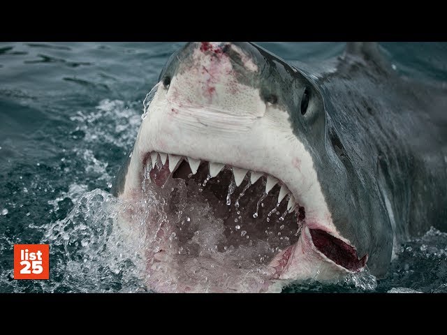25 TERRIFYING Shark Attack Stories