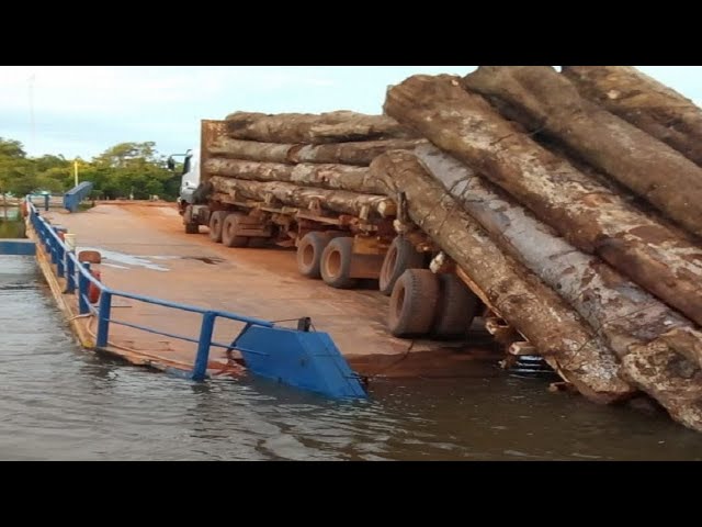 Dangerous Idiots Logging Truck Operator, Stump Pulling Removal | Big Logging Wood Truck Driver Skill