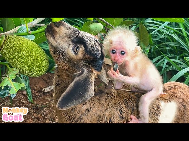 Baby Monkey clinging goat to not left alone