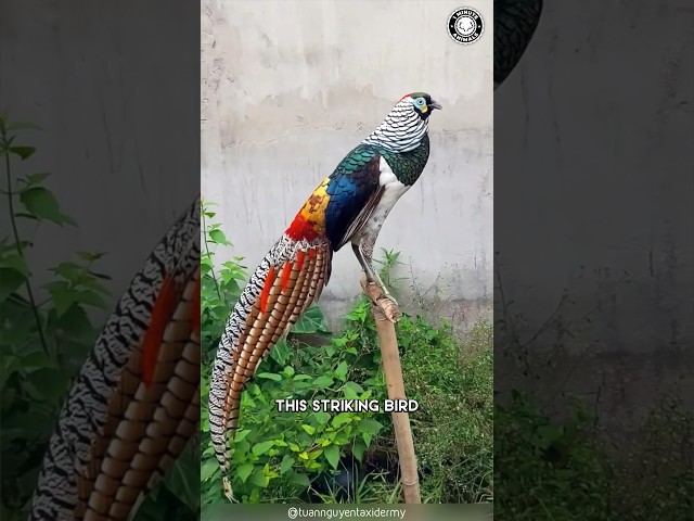 Lady Amherst's Pheasant 🦚 Epic Flare Spectacle!