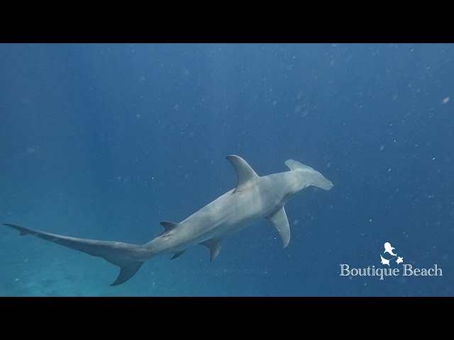21.03.24 - Manta Rays & Hammerhead Shark. Dives at Panettone & Raangali Reef near Dhigurah, Maldives