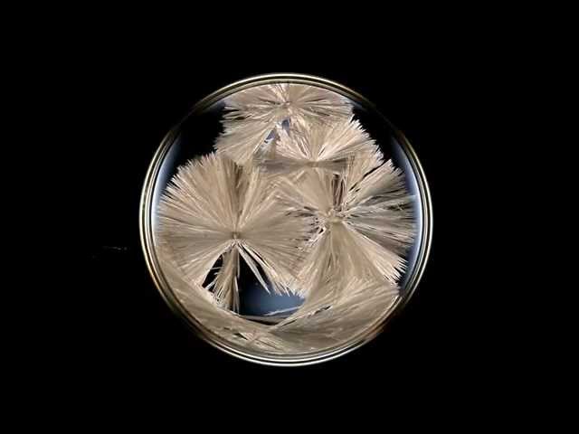 How to Grow Sodium Acetate Crystals
