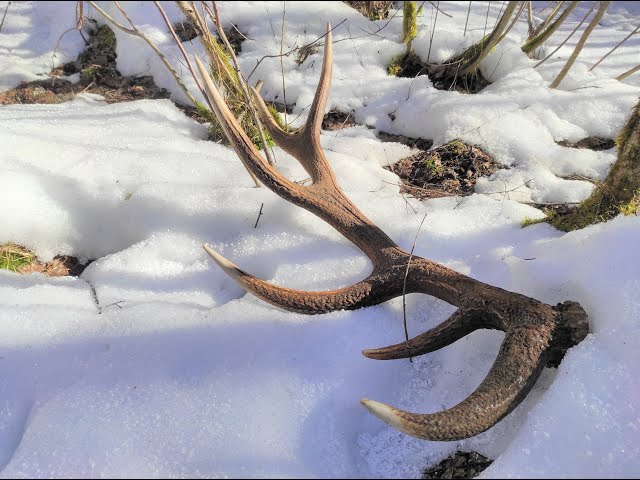 Zrzuty jelenia, ogromna tyka na sniegu / Huge red stag antler on the snow