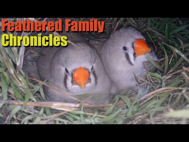Feathered Family Chronicles Day 2: A Heartwarming Journey of Bird Parents Raising Their Newborns