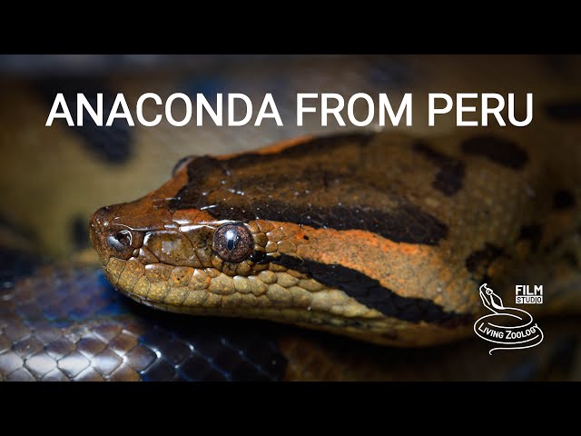 Green anaconda from the Amazon rainforest in Peru!