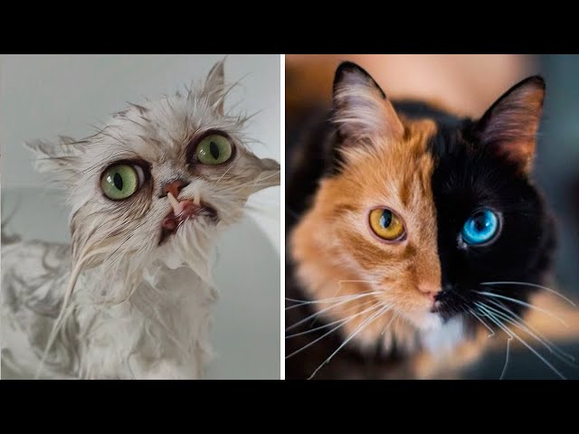 10 CATS You Won't Believe Actually Exist