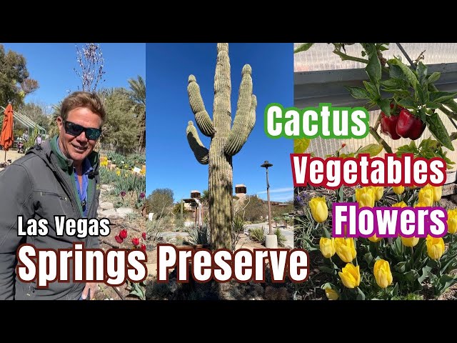Cactus and Teaching Gardens at the Las Vegas Springs Preserve (part 2)