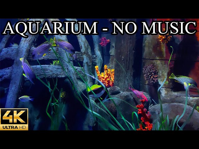 Dream AQUARIUM 4K Coral Reef 4K Aquarium NO Music NO Ads - 8 Hours | Aquarium Sounds For Sleeping