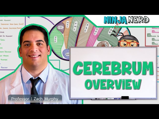 Neurology | Cerebral Cortex Anatomy & Function: Overview