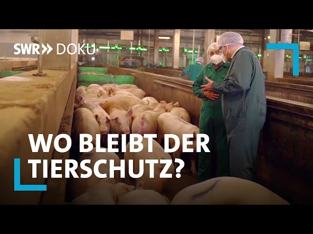 Schweine vom Fließband - Bleibt der Tierschutz auf der Strecke? | SWR Doku