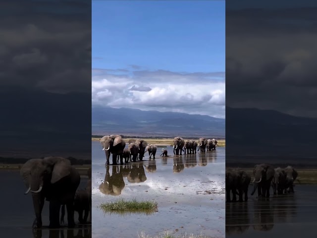 Herds of elephants crossing the lake are a sight to behold