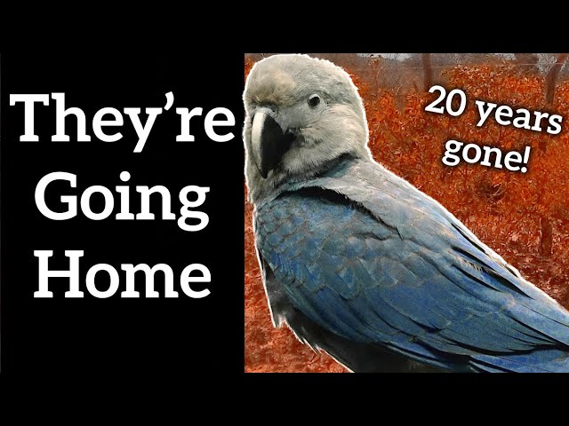 Spix's Macaw Released After 20 Years - #Shorts