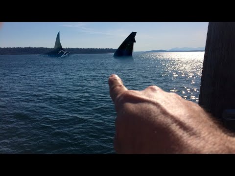 10 Recent Sightings Of The Megalodon Caught on Camera