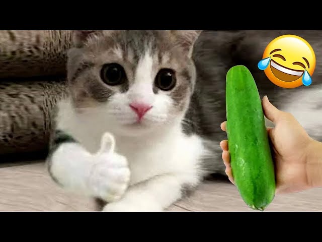 Try Not To Laugh Challenge 2023 😂 - Funny Dogs And Cats Videos😺🐶