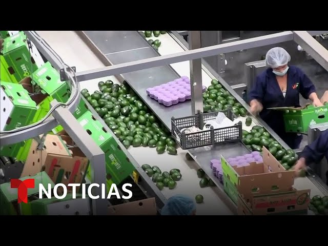 Los productores de aguacate de Jalisco trabajan duro para que su fruto no falte | Noticias Telemundo