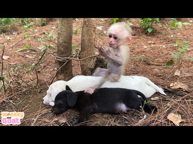 Cute baby monkey relax and play happily with puppies
