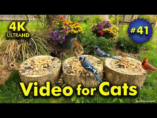 4K TV For Cats | Spring Fling | Bird and Squirrel Watching | Video 41