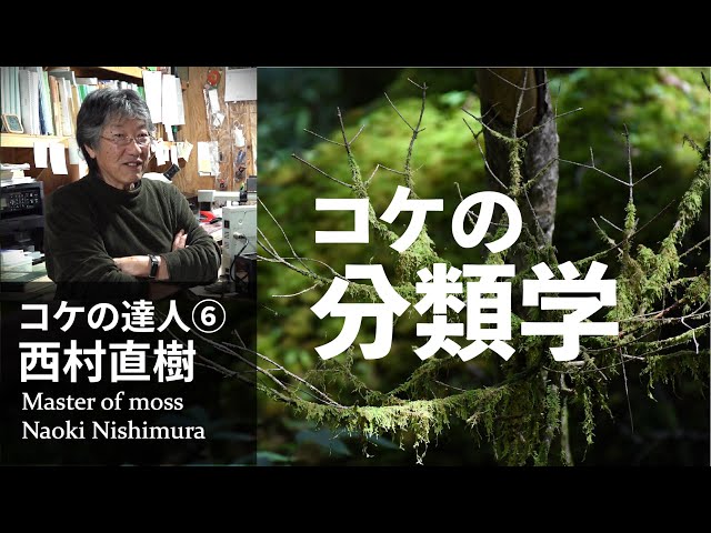 How can you tell the name of the moss? Taxonomy [Master of moss ⑥ Naoki Nishimura]