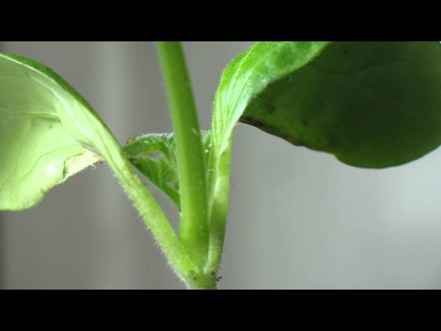 5-day Time-Lapse of growing plants