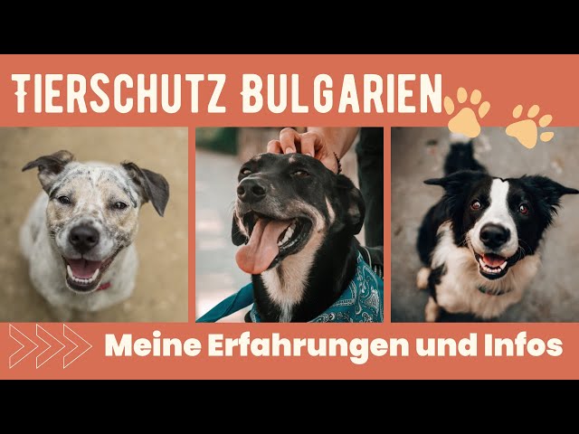 Bulgarien Tierheim Straßenhunde: Meine Erfahrungen und Infos zum Tierschutz in Bulgarien.