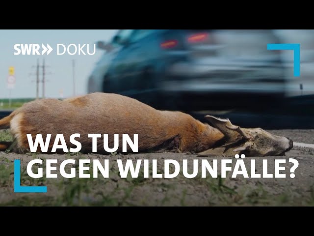 Stop Roadkill! Tod im Sekundentakt - Was tun gegen Wildunfälle? | SWR Doku