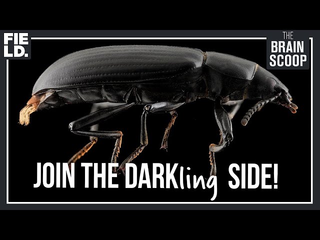 Darkling Beetles: Spray acid, play dead