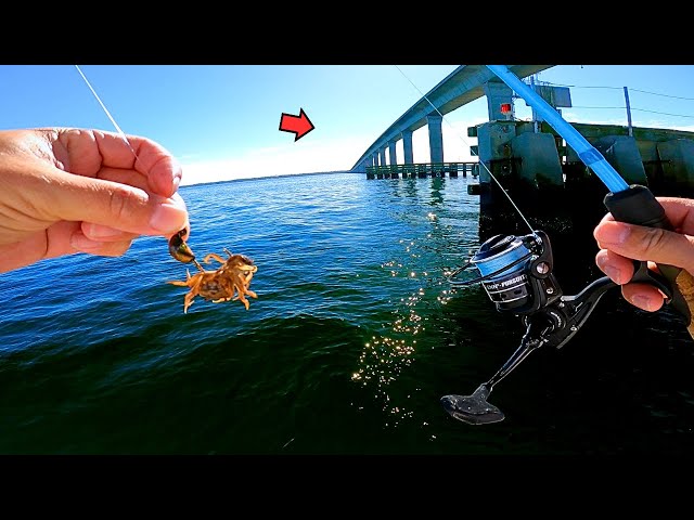 BRIDGE FISHING with LIVE CRABS and Caught THIS! (Catch and Cook)