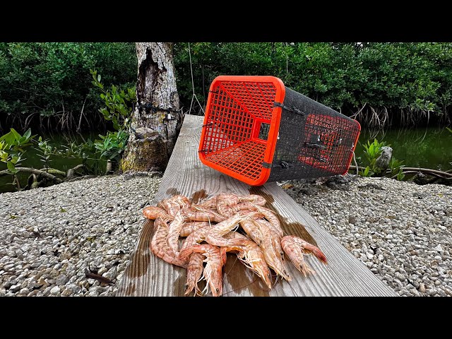 Shrimping With Traps | The New Method | CCC