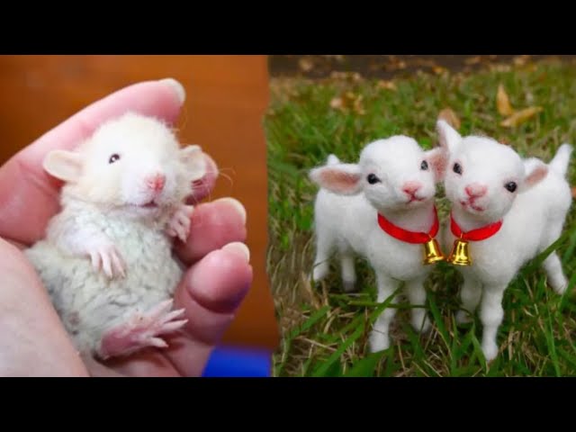 Cute Baby Animals Videos Compilation | Funny and Cute Moment of the Animals #25 - Cutest Animals