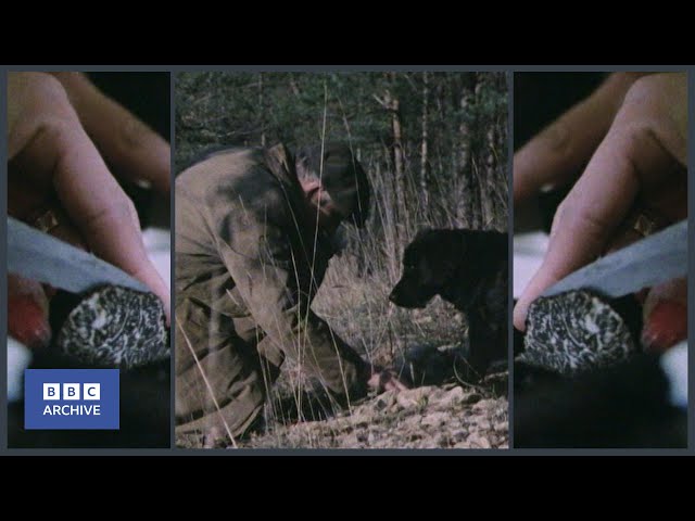 1984: Searching for TRUFFLES | Food and Drink | Weird and Wonderful | BBC Archive