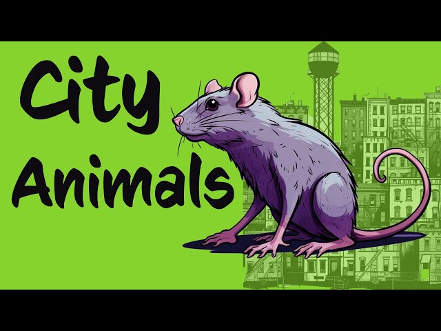 Which ANIMALS live in the CITY? +bonus DOWNLOADS