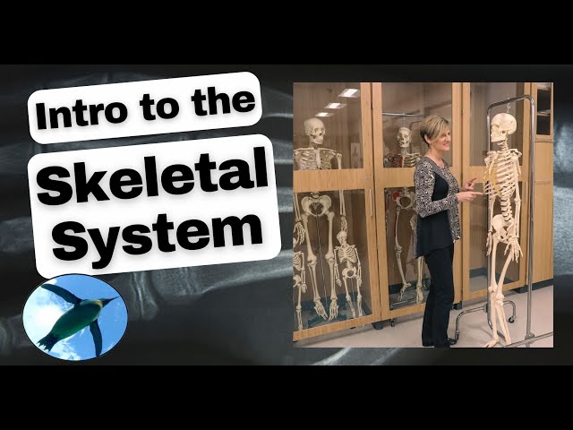 Introducing the Skeletal System 🐧💀