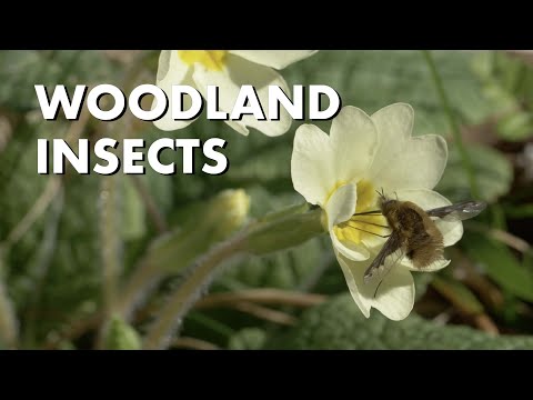 Woodland Insects