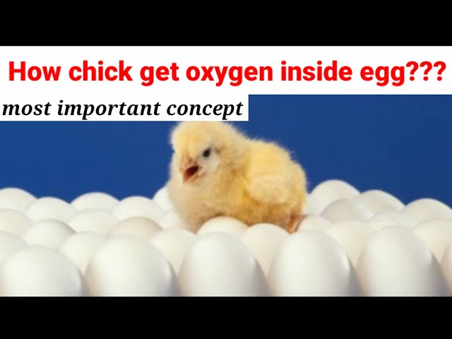 How chick will get oxygen inside egg? Embryology| Development | gestation| pregnancy| NEET| MDCAT