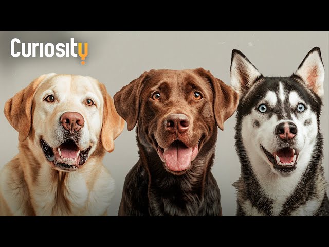 The Reason We Find Dogs So Cute | The Science of Cute