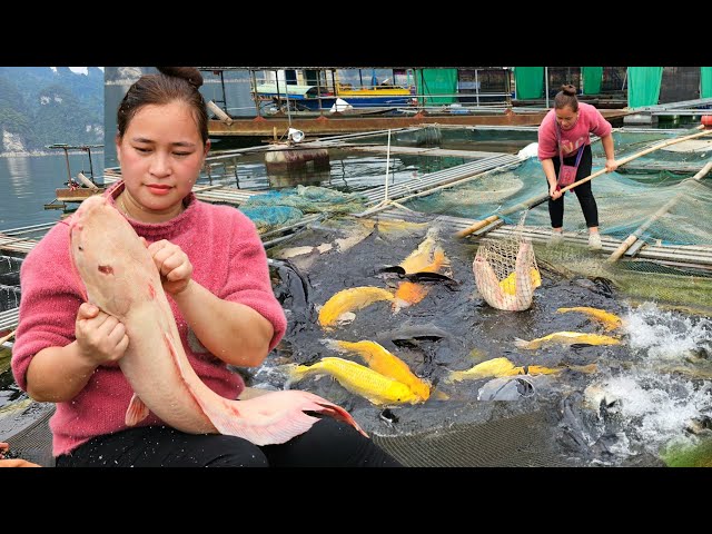 Harvesting Catfish On Lake - Build A Complete Shelter For Fish - Lý Thị Ca