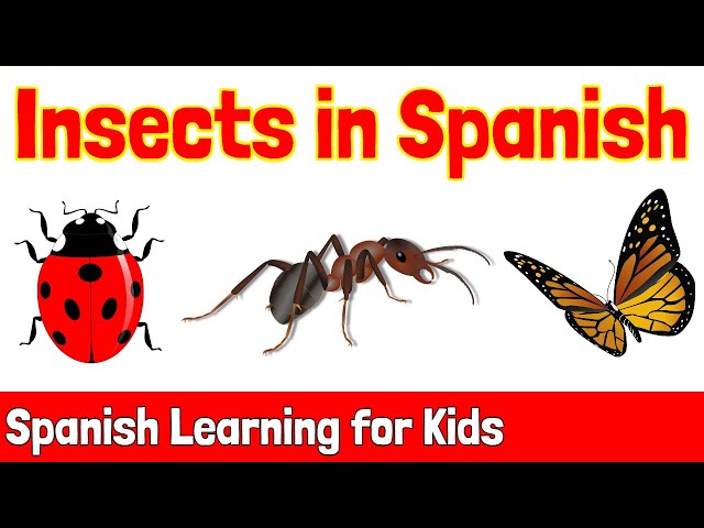 Insects in Spanish | Spanish Learning for Kids