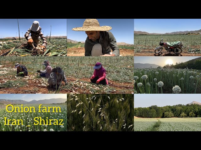 Iran Shiraz - onion farm