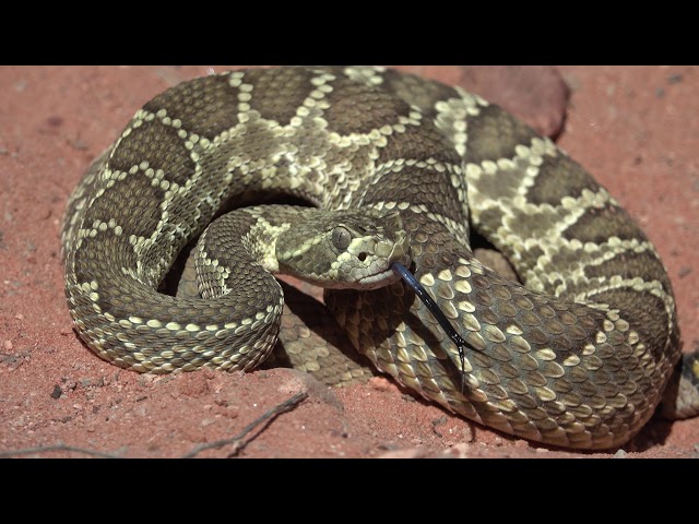 Rattlesnakes are Beautiful ~ Red Rock Canyon National Conservation Area