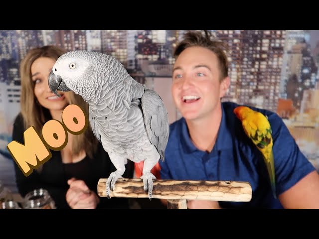 Parrot Moos Like A Cow! Meet Brody The African Grey