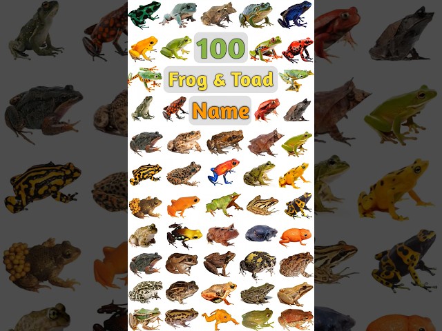 100 Frog & Toad Name : Part- 02 #frogspecies #frogs #frognames #frog #toadnames #frogandtoad