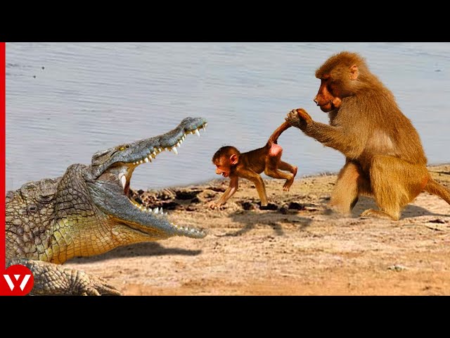 Top 15 Moments Monkey Killed Brutally by Other Animals