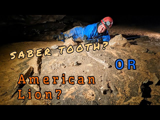 Incredible Discovery: Saber Tooth Tiger Or American Lion Fossil Unearthed In Cave!