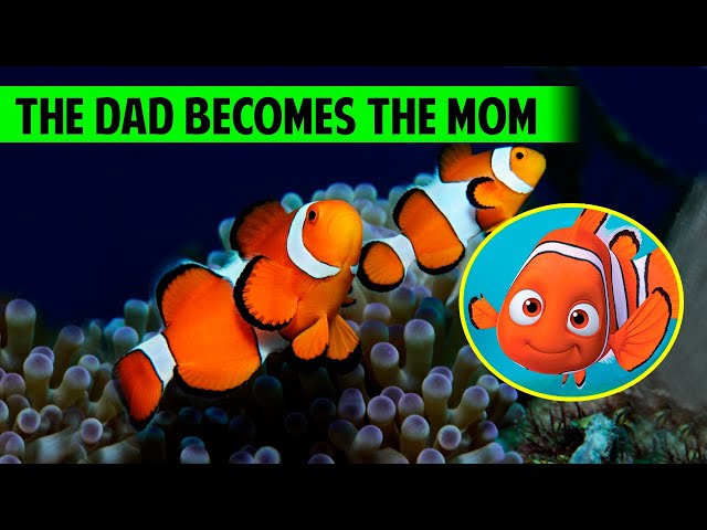 10 Facts About The CLOWNFISH You Didn't Know