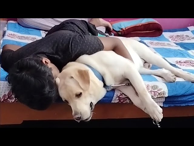 cute labrador dog sleeping with his brother 😍🐕 || cute Labrador dog cute video ❤️❤️